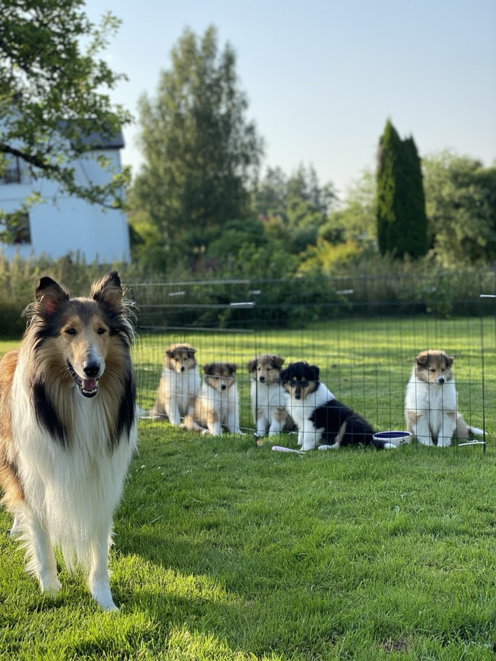 Collie with her litter on the lawn