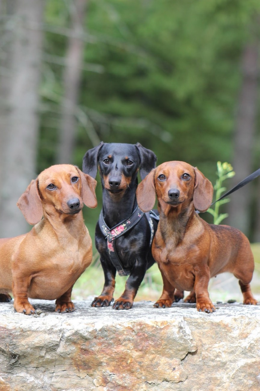 Three dachshunds on a rock